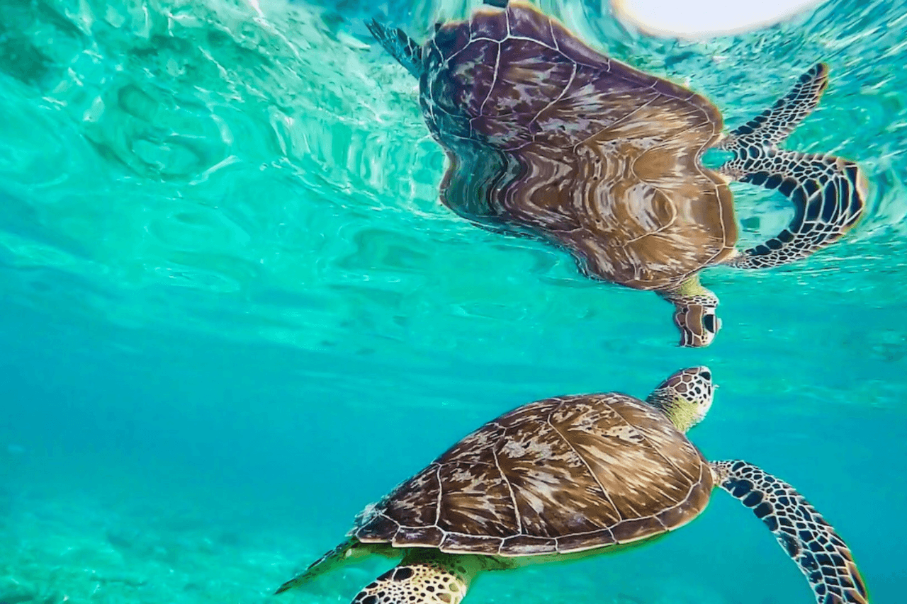 Secret Gili Snorkelling Tour — photo 8